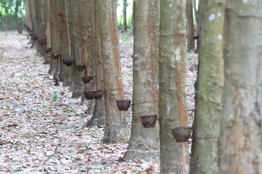 Para rubber tree garden in south of Thailand