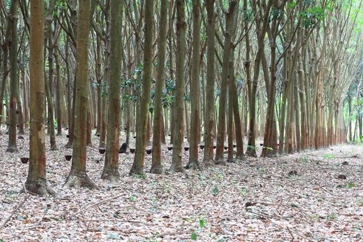 Para rubber tree garden in south of Thailand