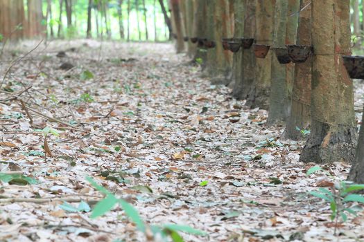 Para rubber tree garden in south of Thailand