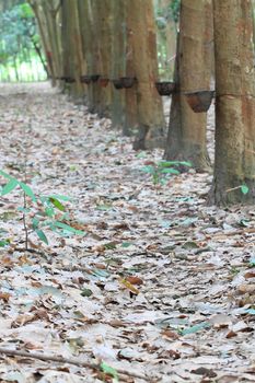 Para rubber tree garden in south of Thailand