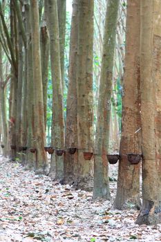Para rubber tree garden in south of Thailand