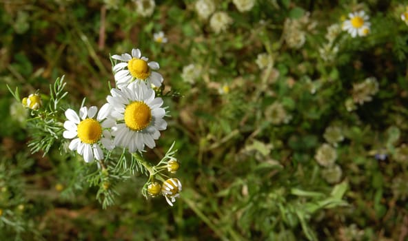 chamomiles growing
