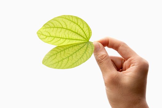 Green leaf in hand. Isolated on white