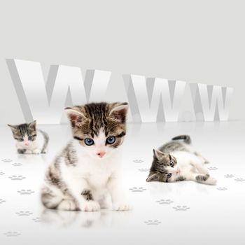 Young cats offering a deal over the internet