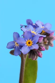 Myosotis