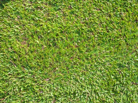 Bright and beautiful green grassland in clear sky day