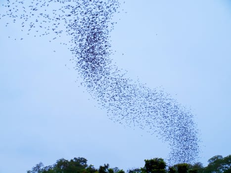 Bats flying from the cave in forest on mountain in evening, Thailand