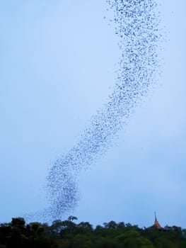 Bats flying from the cave in forest on mountain in evening, Thailand