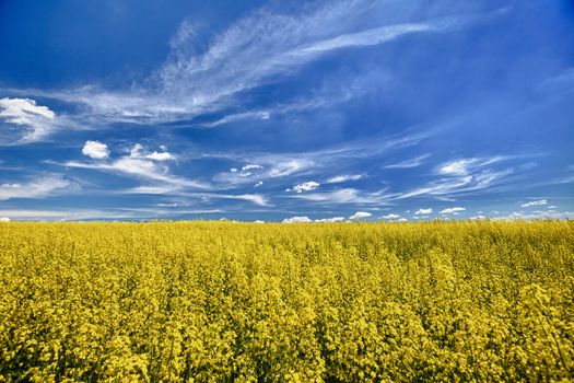 The field of flowering oilseed rape under a blue sky