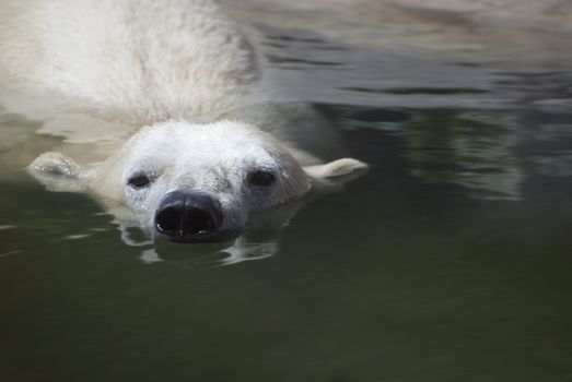 Polar bear swimmin in the water