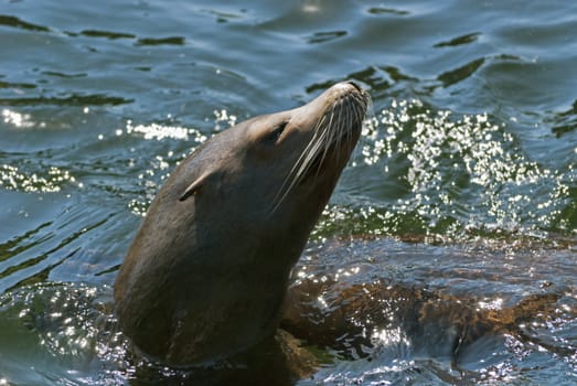 Sea lion swimming in the water under the sun