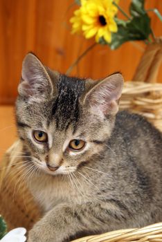 An adorable young kitten is inside a wicker basket after coming to her new home.