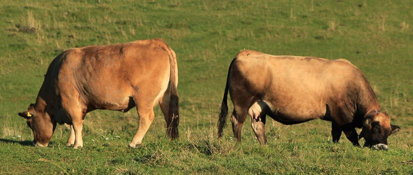 Two cows in opposite positions eating the green grass in the mountain