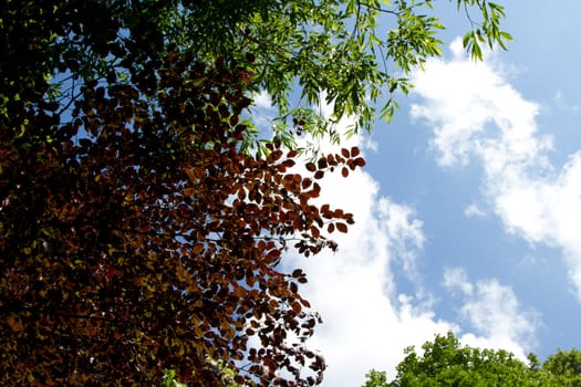 The copper and green leaves of trees in the sun against a blue cloud sky.