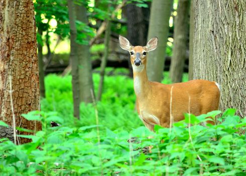 Whitetail deer doe standing in the woods.