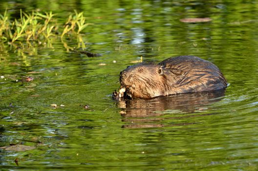 Beaver sitting in a lake eating plants near the shore.