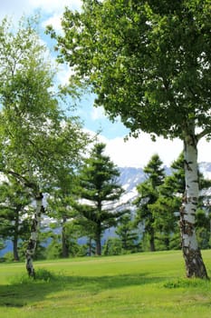 Green trees in the nature and grass by summer