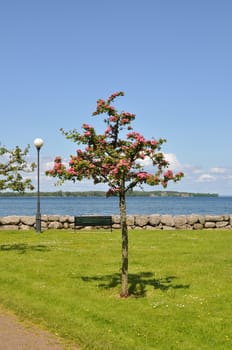 Pink tree in park by the water.