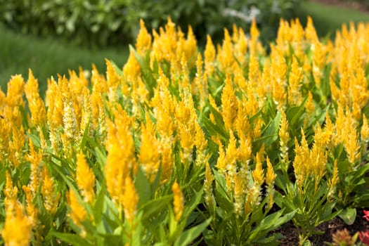 Yellow flowers in full bloom beautiful sunlight.