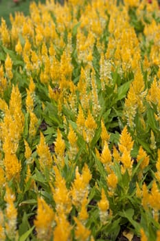 Yellow flowers in full bloom beautiful sunlight.