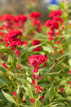 Red flowers in red, green garden. Summer flowers.