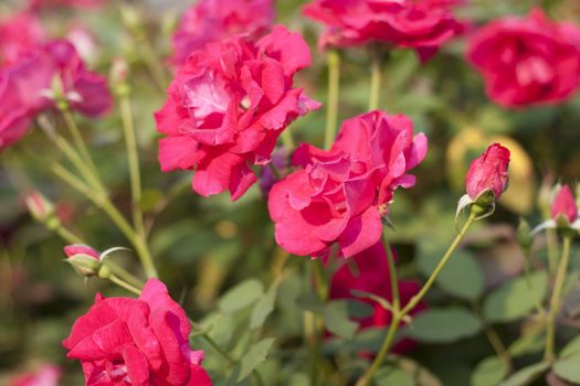 Red flowers in red, green garden. Summer flowers.