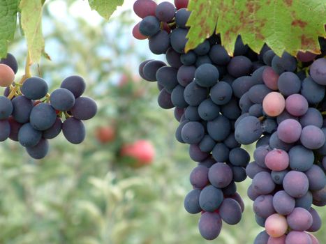 grapes