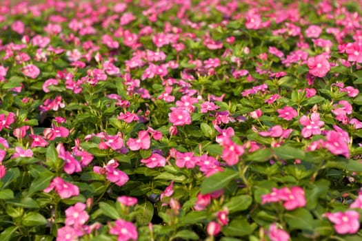 Pink flowers blooming in the sunny outdoor garden green leaves.