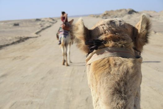 in the summer holiday on a camel ride