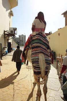 in the summer holiday on a camel ride