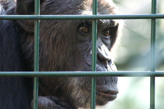 An African monkey in captivity at the zoo