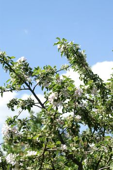 trees bloom in spring in fine weather