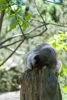 Raccoon, medium-sized mammal native to North America, sleeping on the stump