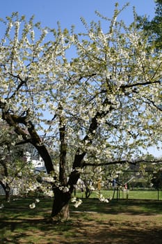 trees bloom in spring in fine weather