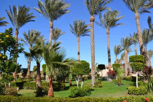 beautiful palm trees in the long seaside resort