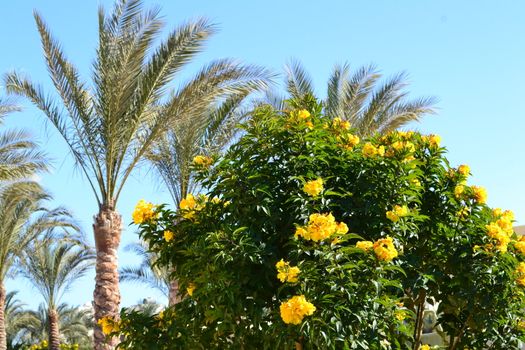 beautiful palm trees in the long seaside resort