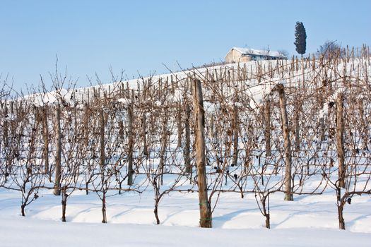 Unusual image of a wineyard in Tuscany (Italy) during winter time