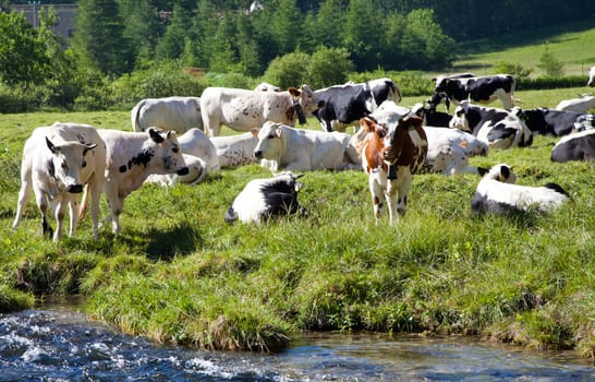 Italian cows during a sunny day close to Susa, Piedmont, Italian Alps