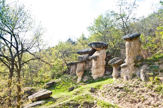 Curious forest in Italy, Piemonte region, close to Cuneo city. The name of the forest is "Ciciu" forest and it's the result of the last glaciation.