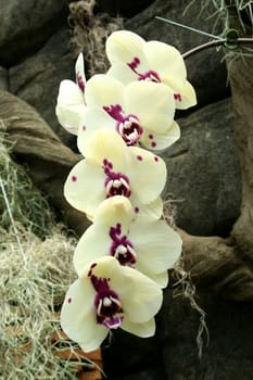 Colorful orchids close up image