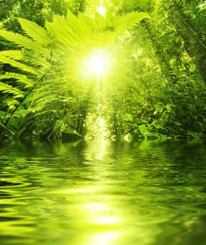 Sun shining into tropical forest, low angle view with water reflection