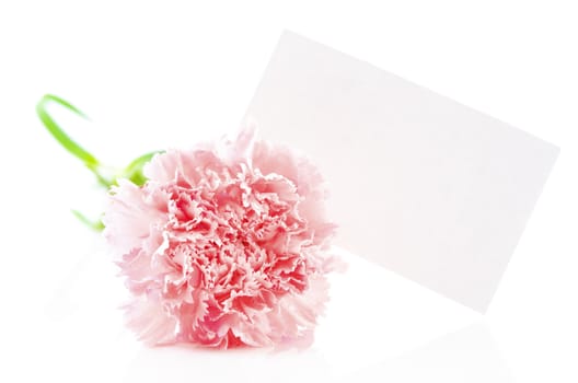 Pink carnation and blank gift card for text
