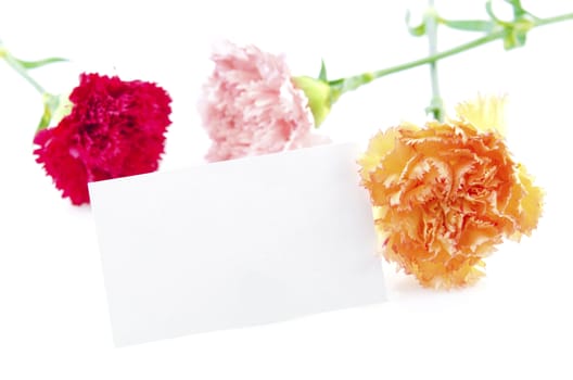 Gift card with carnation flowers on white background ready for text
