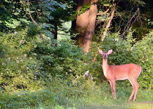 Whitetail Deer Button Buck at the edge of a woods.