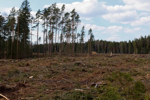 deforestation,cut forest