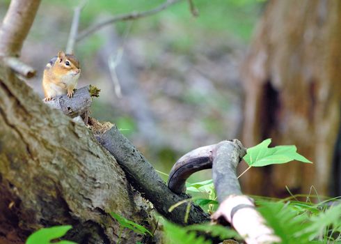 Chipmunk perched on a log in the woods.
