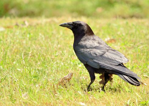 A crow standing in the grass looking left.