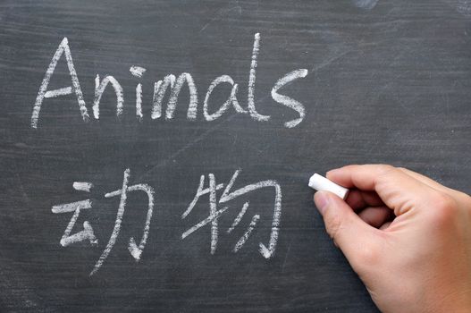 Animals - word written on a smudged blackboard with a Chinese translation,with a hand holding chalk writing