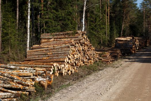 freshly cut  logs at side of rural road 