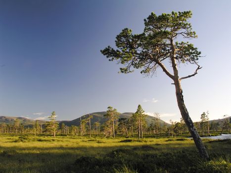 Beautiful landscape of mountain trees